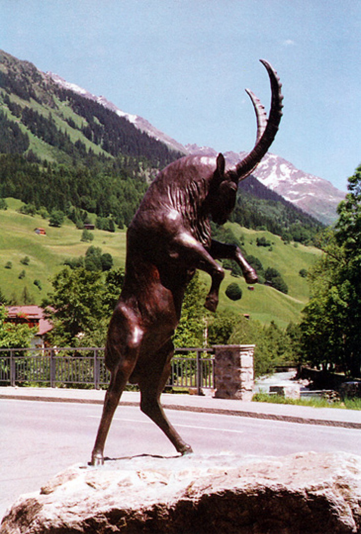 Steinbock | Klosters Schweiz