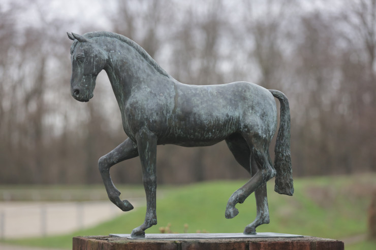 Dressurpferd | Roland Bayer Reiterverein Leverkusen