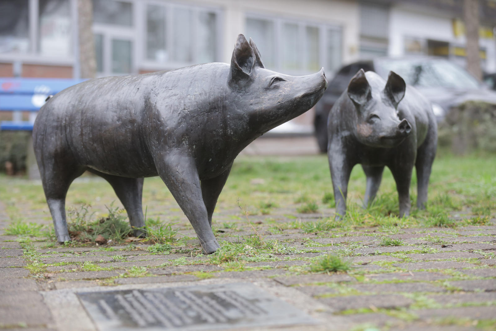 Schweine | Leverkusen-Bürrig